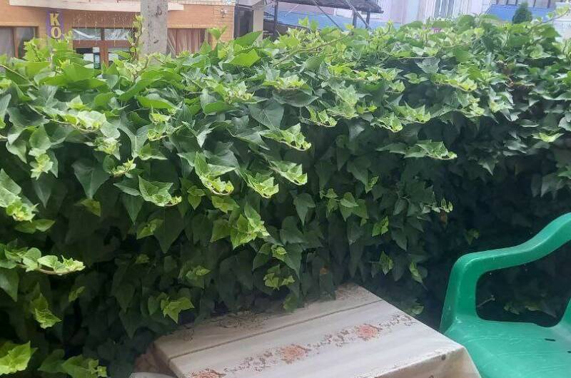 3-х местный «Эконом»