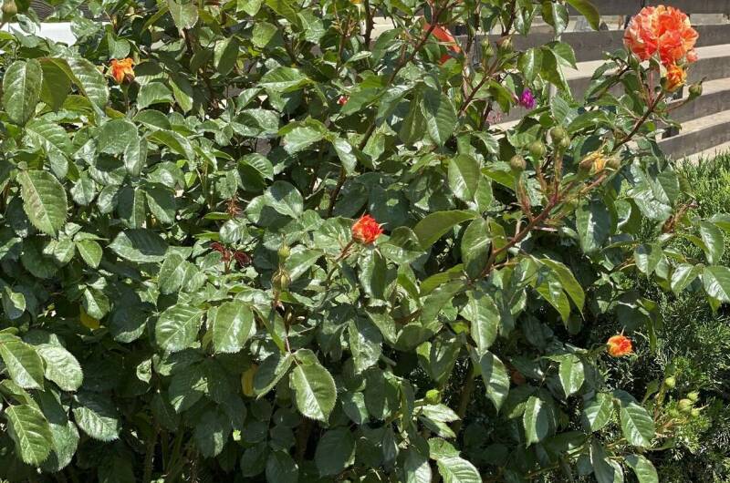 Номер «Стандарт»