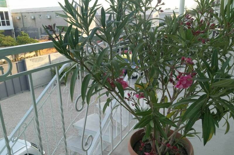 Люкс 2-х комнатный семейный