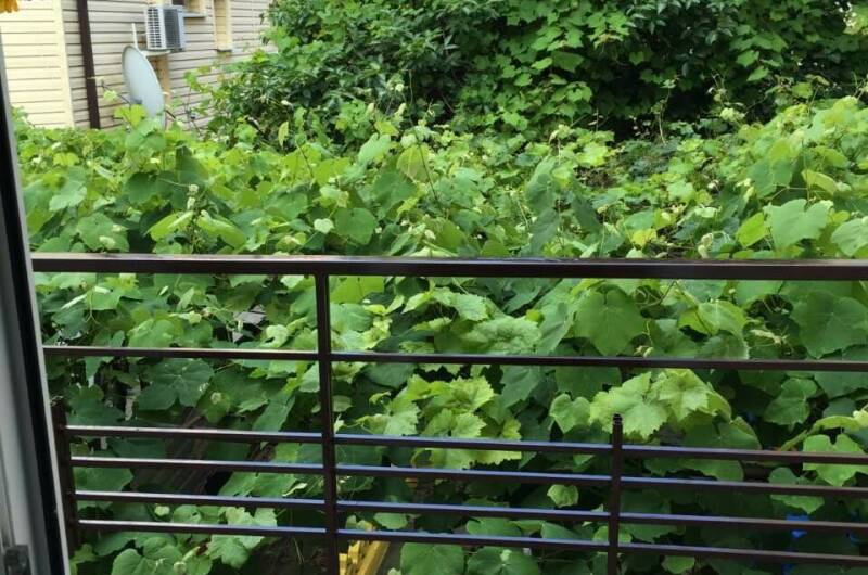 4-местный номер «Стандарт» с балконом