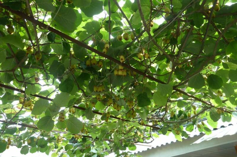 2-х местный «Эконом»