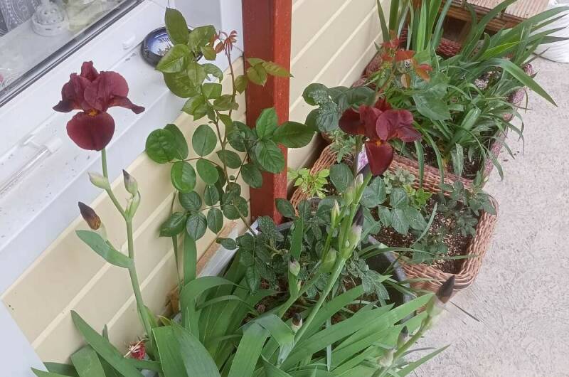 Апартаменты