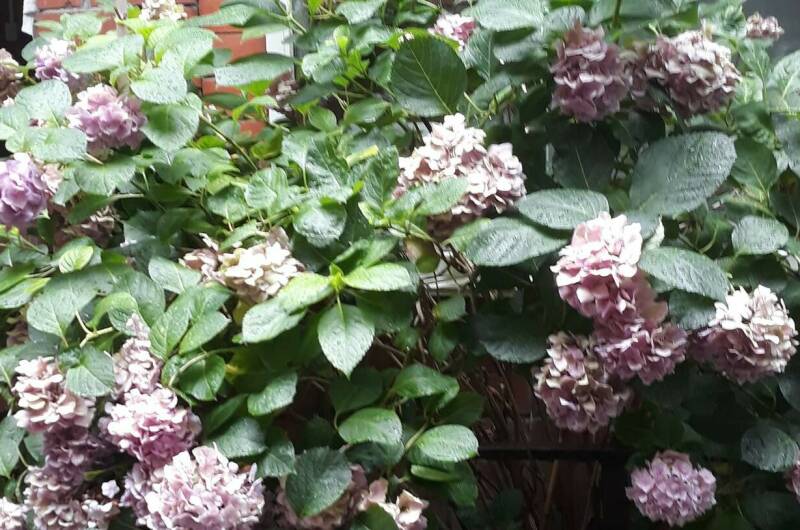 «Дом веселых троллей»