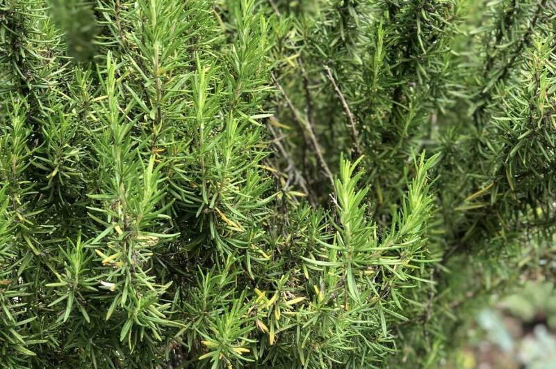 Двухместный номер «Триглит»