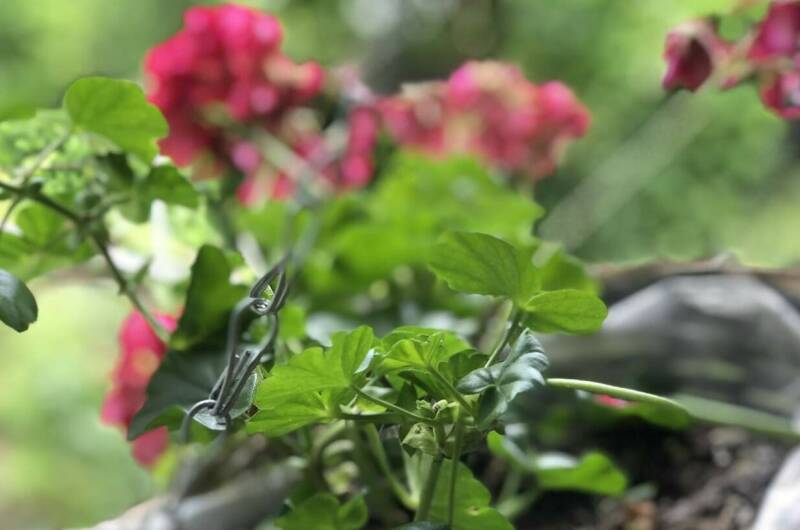 Двухместный номер «Питиус»