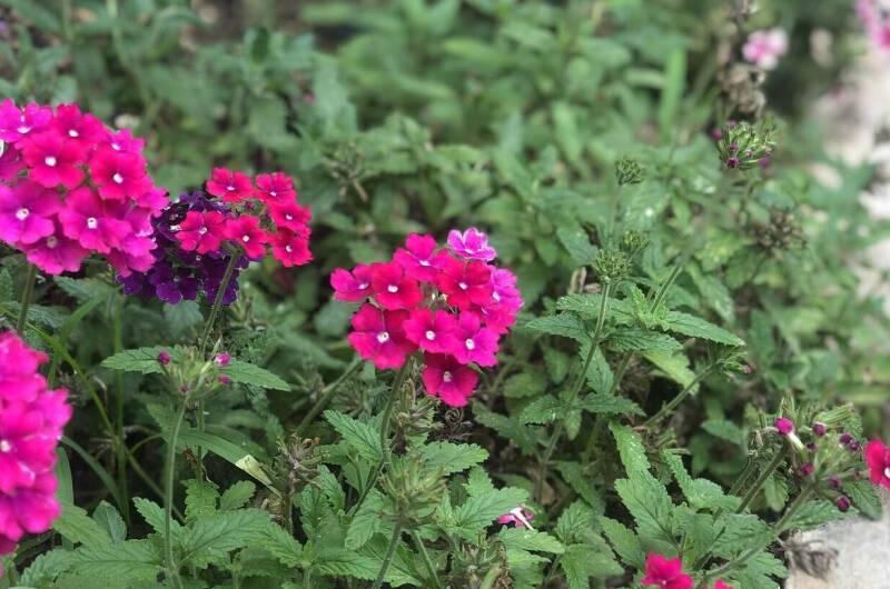 Двухместный номер «Диоскурия»