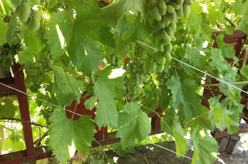 «Летний домик» № 7