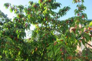 Изображение Изображение гостиницы "Гостевой дом «Черешневый сад»" #2 #2