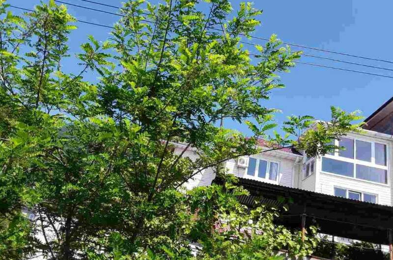 Трехместный с прямым видом на море