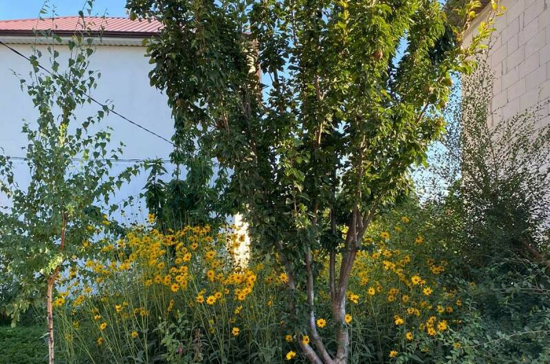 № 5 «Гостевой-1»