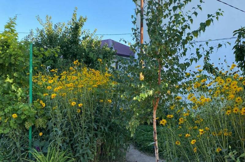 № 5 «Гостевой-1»