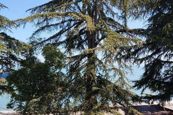 Двухместный «Стандарт» с видом на море