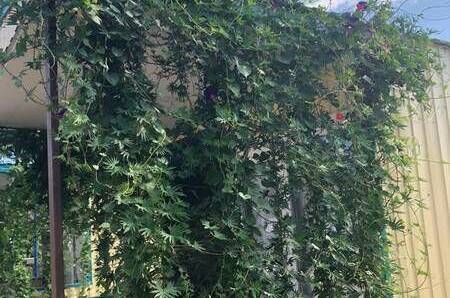 Двухместное бунгало