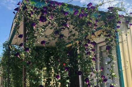 Трехместное бунгало