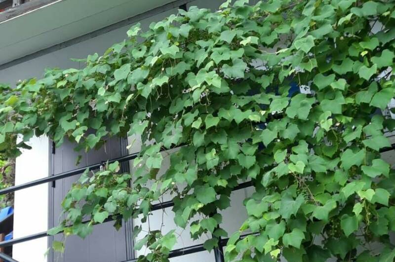 Трёхместный номер с балконом