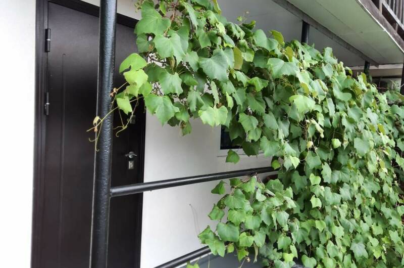 Трёхместный номер с балконом