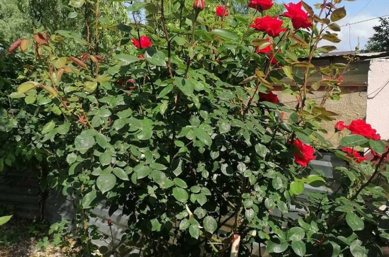 Двухместный «Люкс»