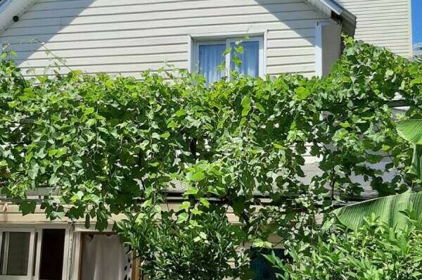 Однокомнатный с кухней