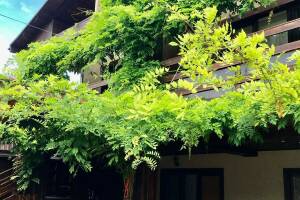 Изображение отеля / гостиницы "Гостевой дом «Шале»"