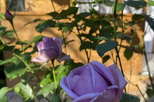 Изображение гостиницы "Дом на Кирпичной 5"