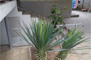 Изображение гостиницы "Гостевой дом «Елена»"