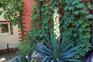 Изображение гостиницы "Гостевой дом «Мария»"