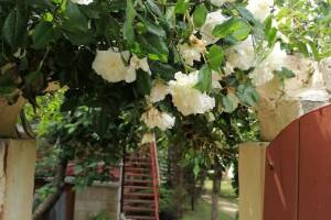 Изображение отеля / гостиницы "Гостевой дом «Прованс»"