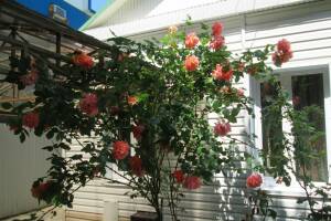 Изображение отеля / гостиницы "Частный дом «Зеленый дворик»"