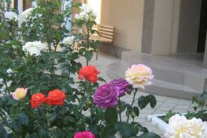 Изображение отеля / гостиницы "Гостевой дом «Елена»"