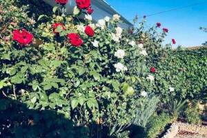 Изображение отеля / гостиницы "Гостевой дом «Эльвира»"