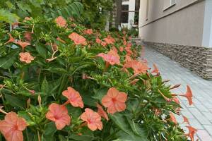 Изображение отеля / гостиницы "Гостевой дом «Blue Бухта»"