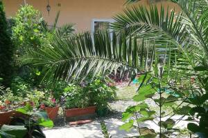 Изображение отеля / гостиницы "Гостевой дом «Две пальмы»"