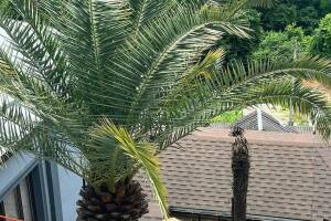 Изображение отеля / гостиницы "Гостевой дом «Эмида»"