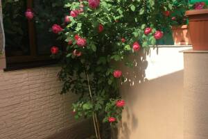 Изображение квартиры "Квартира в частном секторе"