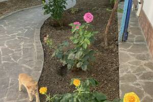 Изображение отеля / гостиницы "Гостевой дом «Кот и овсянка»"