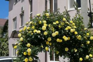 Изображение отеля / гостиницы "Гостевой дом «Розовый фламинго»"