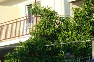 Изображение гостиницы "Гостевой дом «Бригантина»"