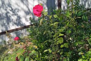 Изображение квартиры / апартамента "Домик под ключ"