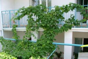 Изображение гостиницы "Гостевой дом «На Крымской»"